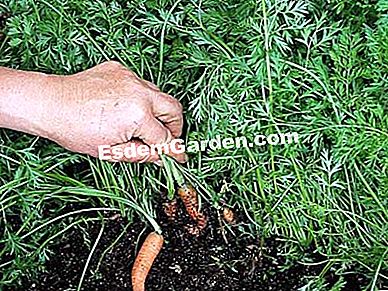 Menyemai sayur-sayuran yang berubah-ubah - (menyemai) F. Marre - EsdemGarden