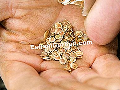 Menyemai sayur-sayuran yang berubah-ubah - (dengan) F. Marre - EsdemGarden