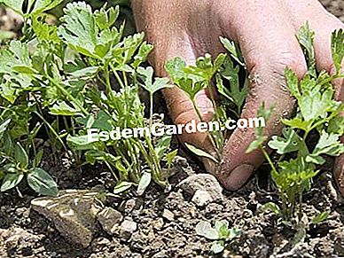 Menyemai sayur-sayuran yang berubah-ubah - (untuk) F. Marre - EsdemGarden