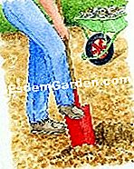 Semina cicoria witloof - (witloof) Preparare il terreno