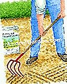 Semina cicoria witloof - (semina) Aratura e concimazione del terreno