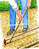 Semina cicoria witloof - (cicoria) Disegno di solchi