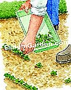 Semina cicoria witloof - (cicoria) Acqua e alleggerire