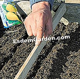 Vetés retek keret alatt - retek Friss föld - F. Marre -esdemgarden.com