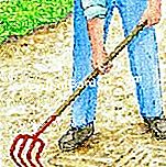 Arroche vetése - arroche Lazítsa meg a talajt