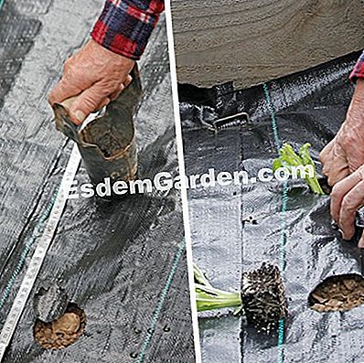 Cara Membuat Tanaman Pada Tarpaulin Berlubang Di Taman Dapur Ladang Selada Pada Terpal