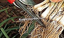 Mencapai kebun sayur anda: tip dan cara - (mencapai) © D.R.
