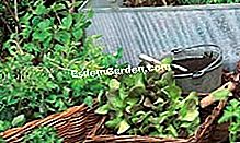 Mencapai kebun sayur anda: tip dan cara - (cara) © D.R.