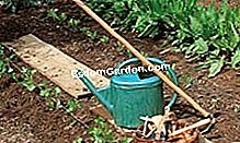 Mencapai kebun sayur anda: tip dan cara - (cara) © D.R.