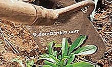Mencapai kebun sayur anda: tip dan cara - (kebun) © D.R.