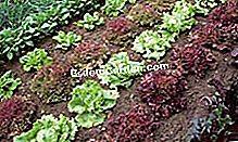 Mencapai kebun sayur anda: tip dan cara - (cara) © D.R.
