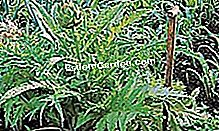 Mencapai kebun sayur anda: tip dan cara - (kebun) © D.R.