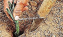 Mencapai kebun sayur anda: tip dan cara - (anda) © D.R.