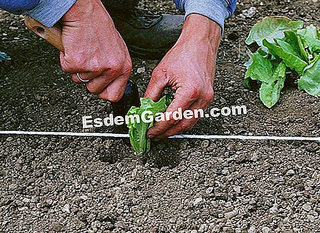 Rendam salad - (yang) Memindahkan tanaman selada - Feyel Garden - P. Asseray - EsdemGarden