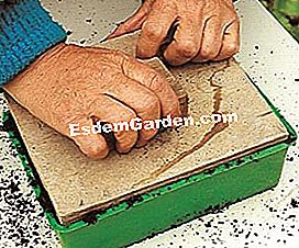 Petua dan Langkah-langkah untuk menyemai dengan baik - (dengan) tamp