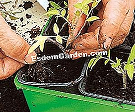 Petua dan Langkah-langkah untuk menyemai dengan baik - (menyemai) cucuk keluar