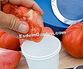 Ernte seine Tomatensamen - (nicht) Die Samen fermentieren