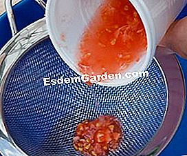 Ernte seine Tomatensamen - (Tomatensamen) sauber