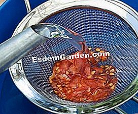 Ernte seine Tomatensamen - (Ernte) spülen