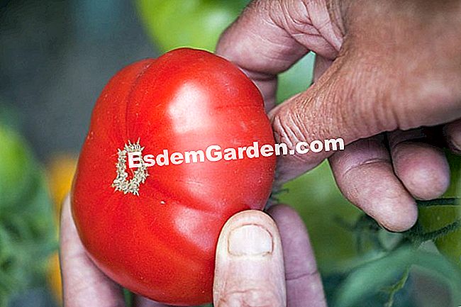 Ernte seine Tomatensamen - (nicht) Wie Sie Ihre eigenen Tomatensamen ernten