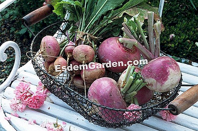 The turnip - (musim) The turnip