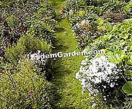 Taman sayur-sayuran organik Patricia - (yang) Green Lane