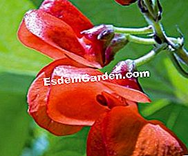 Taman sayur-sayuran organik Patricia - (sayur-sayuran) Sayur-sayuran dalam kecantikan