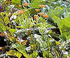 Taman sayur-sayuran organik Patricia - (organik) Dengan atau tanpa bimbang?