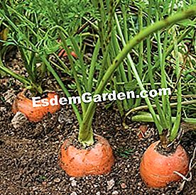 Ortaggi a radice produttivi: 6 varietà per un raccolto generoso - (produttivi) Carota 'Nanco' F1