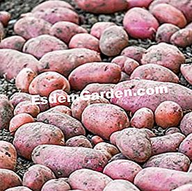Ortaggi a radice produttivi: 6 varietà per un raccolto generoso - (varietà ) Patata 'Desiree'