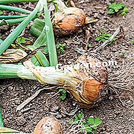 Ortaggi a radice produttivi: 6 varietà per un raccolto generoso - (produttivi) Cipolla 'Yellow straw of Virtues'