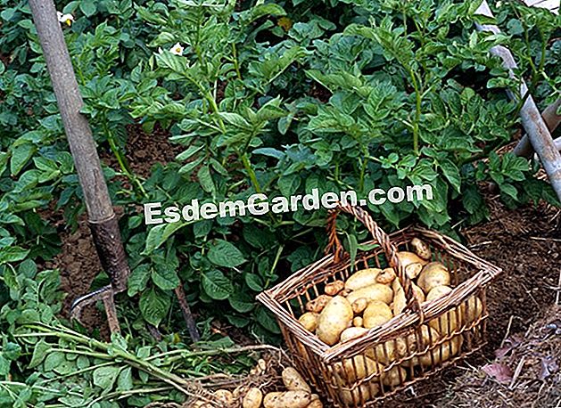 Ortaggi a radice produttivi: 6 varietà per un raccolto generoso - (produttivi) Patate da raccolto: cestino, forchetta e piantine sul posto