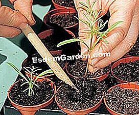 私の苗木のためにどのバケツ? - (様々な材料の様々な容器が、播種および移植のために使用される。) ポット、バケツ、プラスチック箱/再包装/写真:EsdemGarden