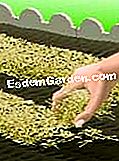 Kuzu marulunun ne zaman ve nasıl ekileceği, kış salatası - nasıl Su ve malç