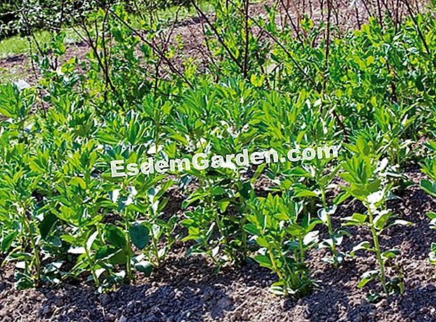 Warum Butterbohnen und Erbsen? - (Erbsen) Buttererbse und Bohne, um sie auf dem Boden zu verankern