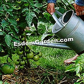 25 Gestos para consumir menos agua en el jardín - (agua) Regadera: agua en el cuello