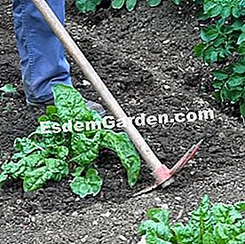 25 Gestos para consumir menos agua en el jardín - (agua) Binage de charette