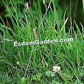 25 Gestos para consumir menos agua en el jardín - (gestos) Hierba, una mezcla de hierbas