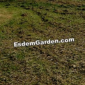 25 Gestos para consumir menos agua en el jardín - (para) EsdemGarden