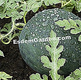 25 Gestos para consumir menos agua en el jardín - (gestos) Sandía, una planta que demanda agua
