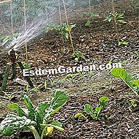 25 Gestos para consumir menos agua en el jardín - (agua) Rociando con jardín