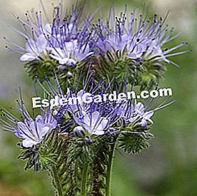 25 Gestos para consumir menos agua en el jardín - (gestos) Flores Phacelia