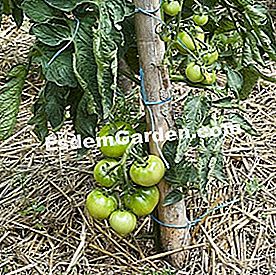 25 Gestos para consumir menos agua en el jardín - (jardín) Pallis al pie de una planta de tomate