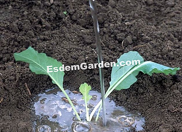 カリフラワーを振りかける - () 若いカリフラワー植物に非石灰性水(雨水)を与え、