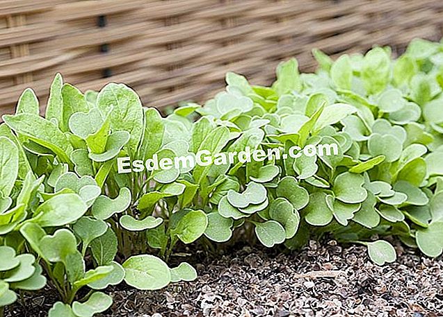 Air roket - (sangat) salad arugula untuk memotong sekam mulsa soba - F. Bosan - EsdemGarden