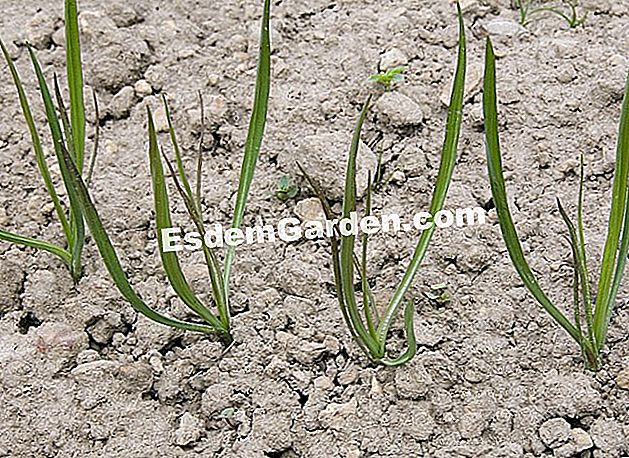 Air salsify - (benih) Mengangkat salsify. Sayur 'akar' ini mesti dibersihkan dengan banyaknya sehingga kemunculannya - F. Marre - EsdemGarden