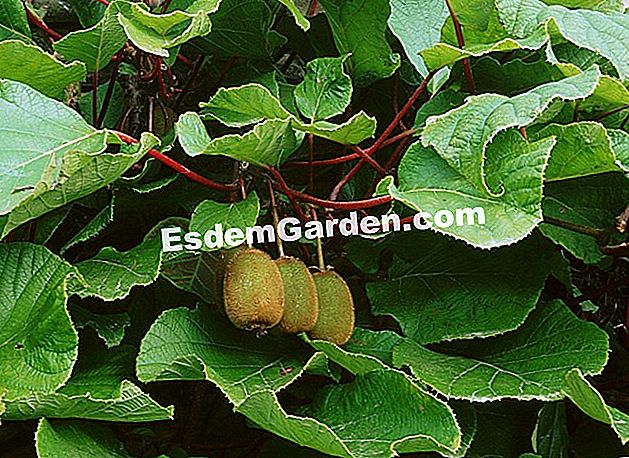 Taburkan kiwi - (sejuk) Taburkan kiwi