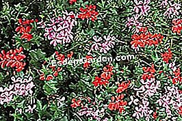 Geranium-ivy