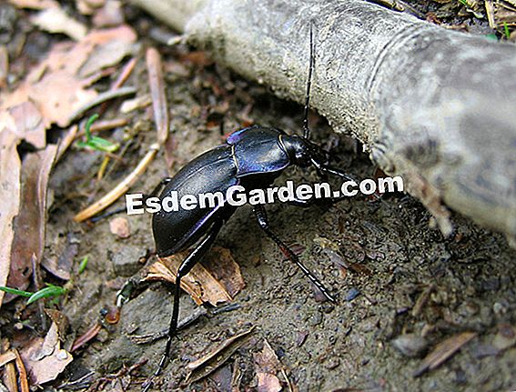 Carabele, insectele auxiliare foarte utile în grădină: foarte