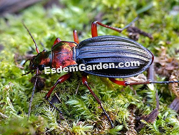Carabele, insectele auxiliare foarte utile în grădină: insectele